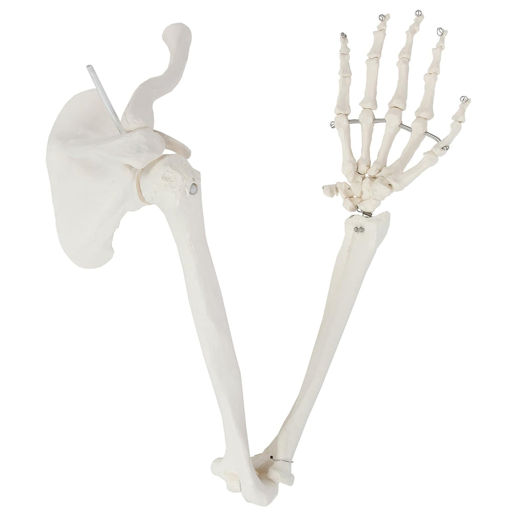 Life-Size Anatomical Arm Skeleton Model L89246