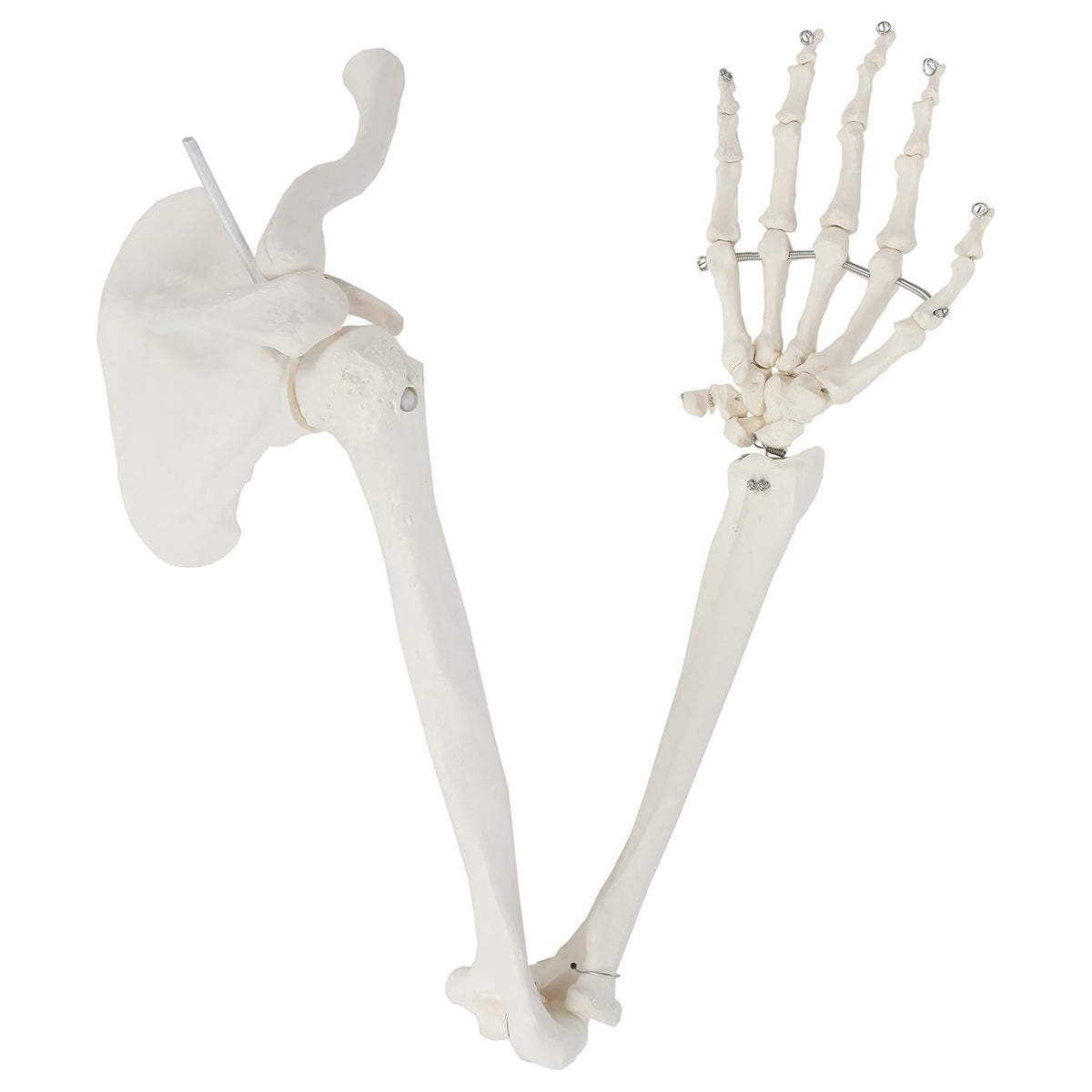 Life-Size Anatomical Arm Skeleton Model L89246