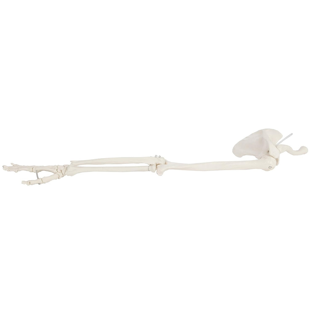 Life-Size Anatomical Arm Skeleton Model L89246