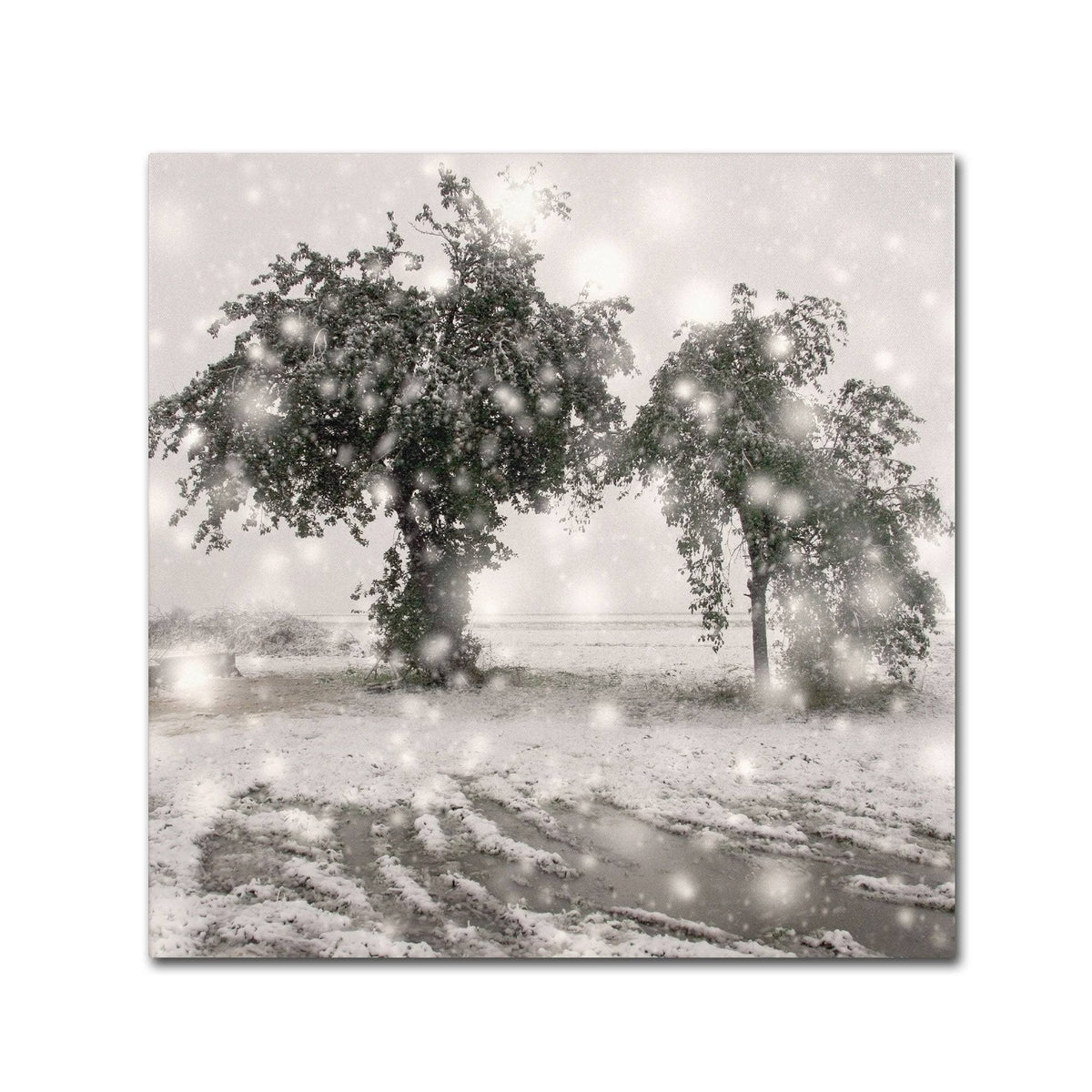 Canvas Art D464