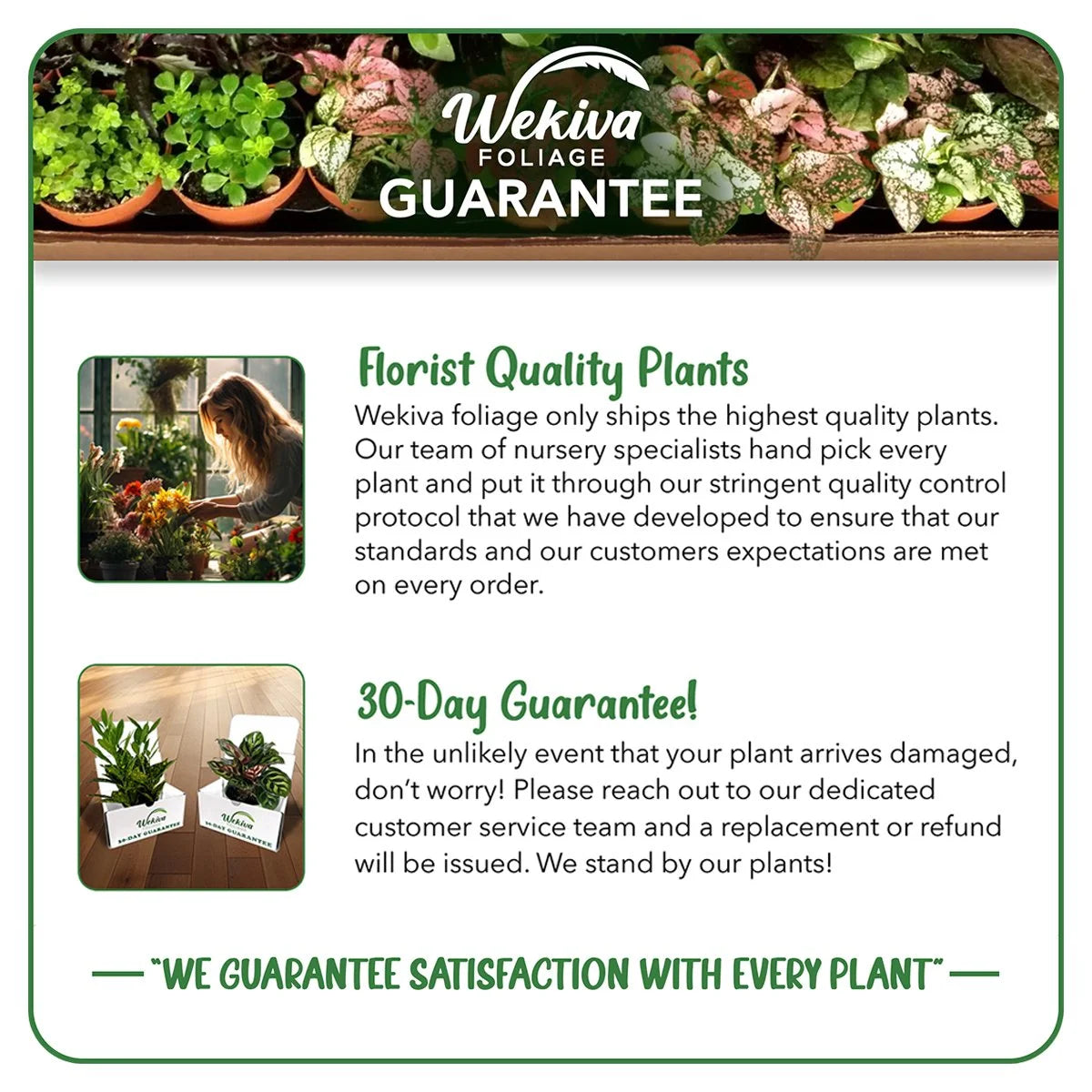 4 Live Starter Plants in 2 Inch Pots D435077