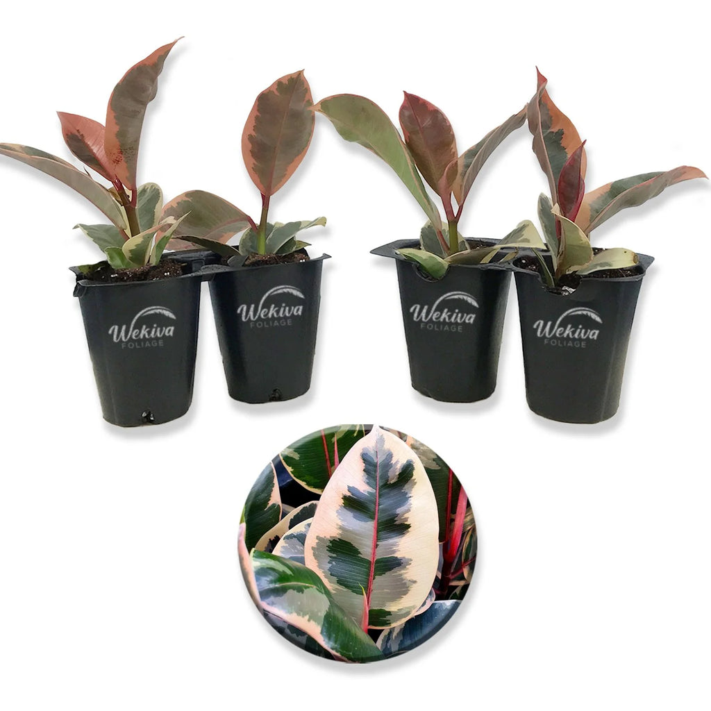 4 Live Starter Plants in 2 Inch Pots D435077