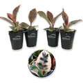 4 Live Starter Plants in 2 Inch Pots D435077