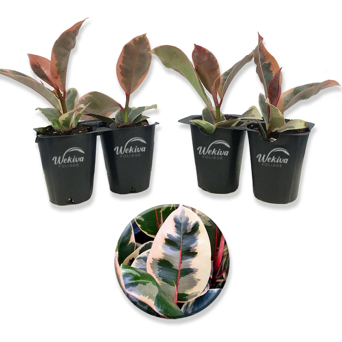 4 Live Starter Plants in 2 Inch Pots D435077