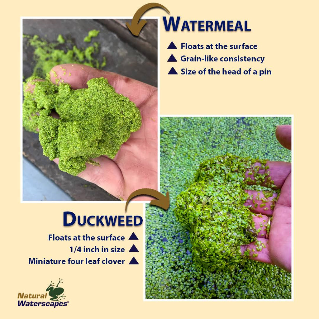 Duckweed Destroyer Package J616
