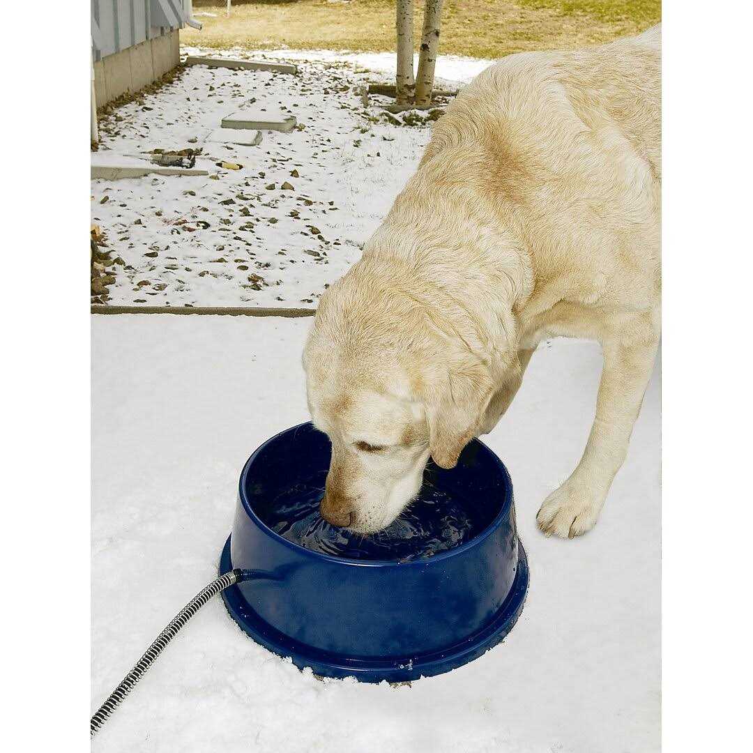 Thermal Pet Bowl I571