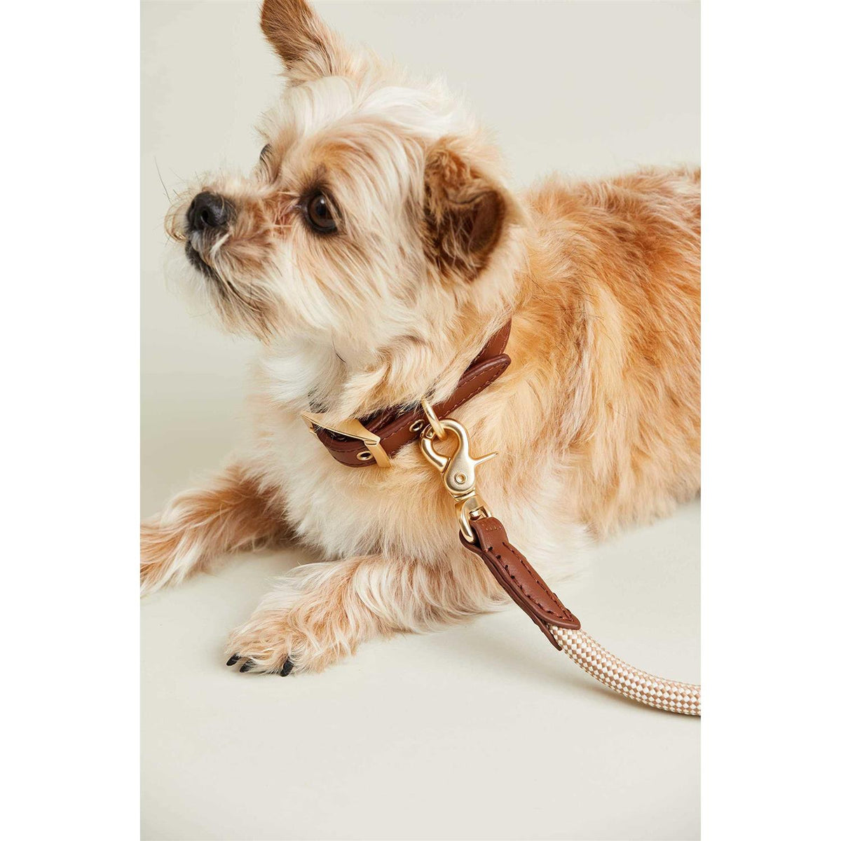 Check Rope Dog Leash P731709