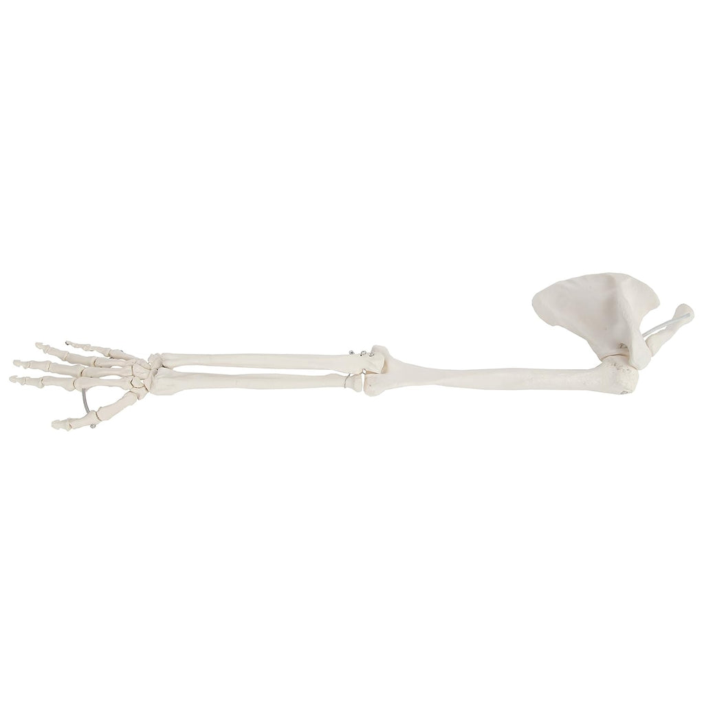 Life-Size Anatomical Arm Skeleton Model L89246
