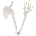Life-Size Anatomical Arm Skeleton Model L89246