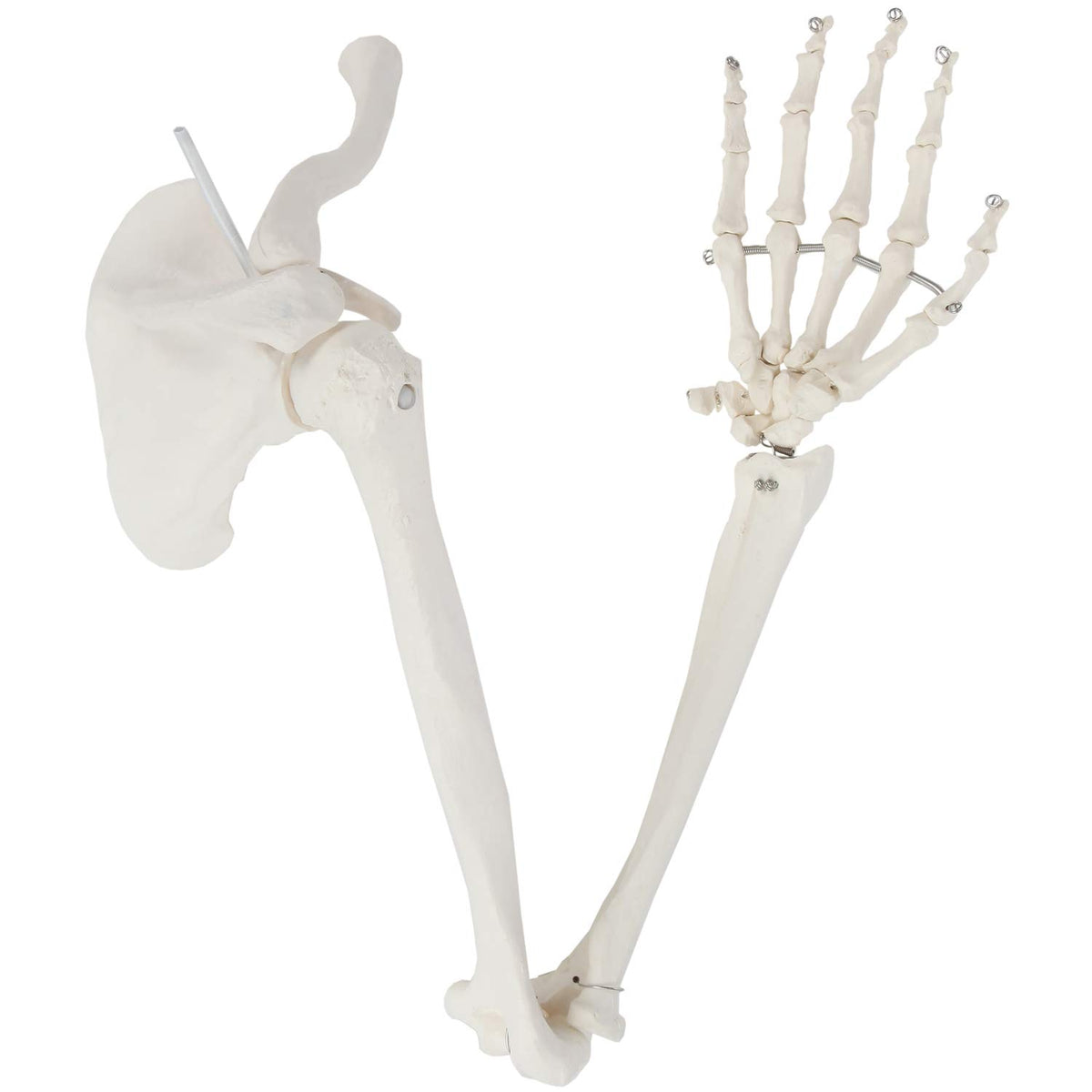 Life-Size Anatomical Arm Skeleton Model L89246