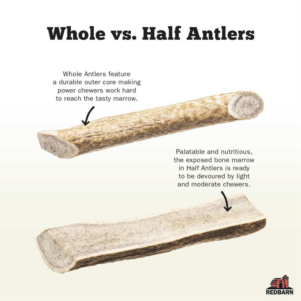 Deer Antler P115