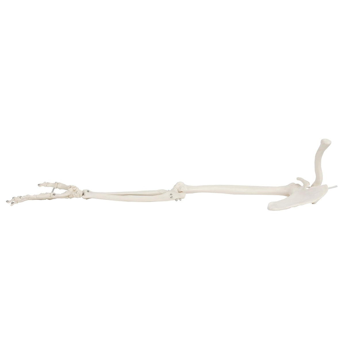 Life-Size Anatomical Arm Skeleton Model L89246