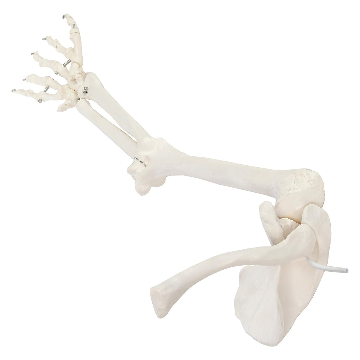 Life-Size Anatomical Arm Skeleton Model L89246