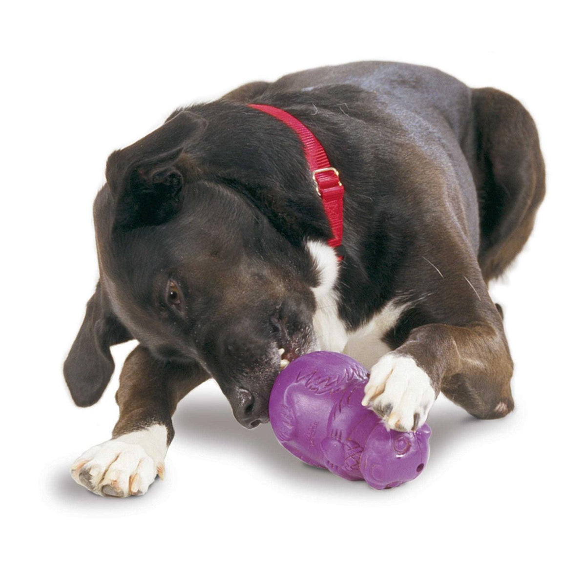 Squirrel Dude Dog Toy O10423