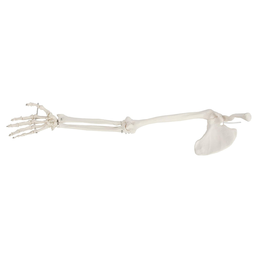 Life-Size Anatomical Arm Skeleton Model L89246