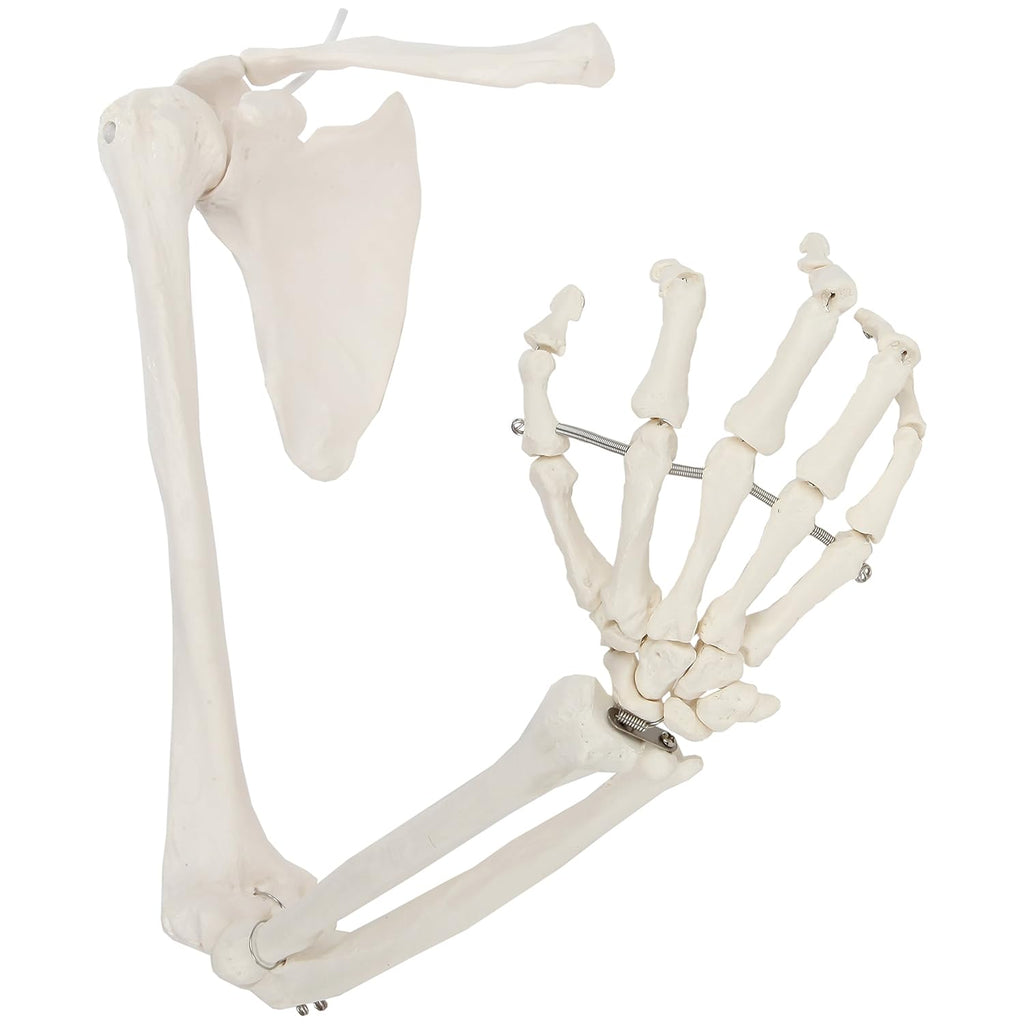 Life-Size Anatomical Arm Skeleton Model L89246