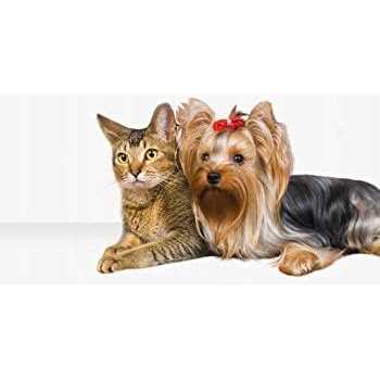 2-in-1 Pet Hair Dryer with Slicker Brush A402