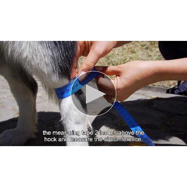 Dog Hock Brace Rear Leg Joint Wrap A620760
