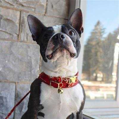 Pet Bells K18138