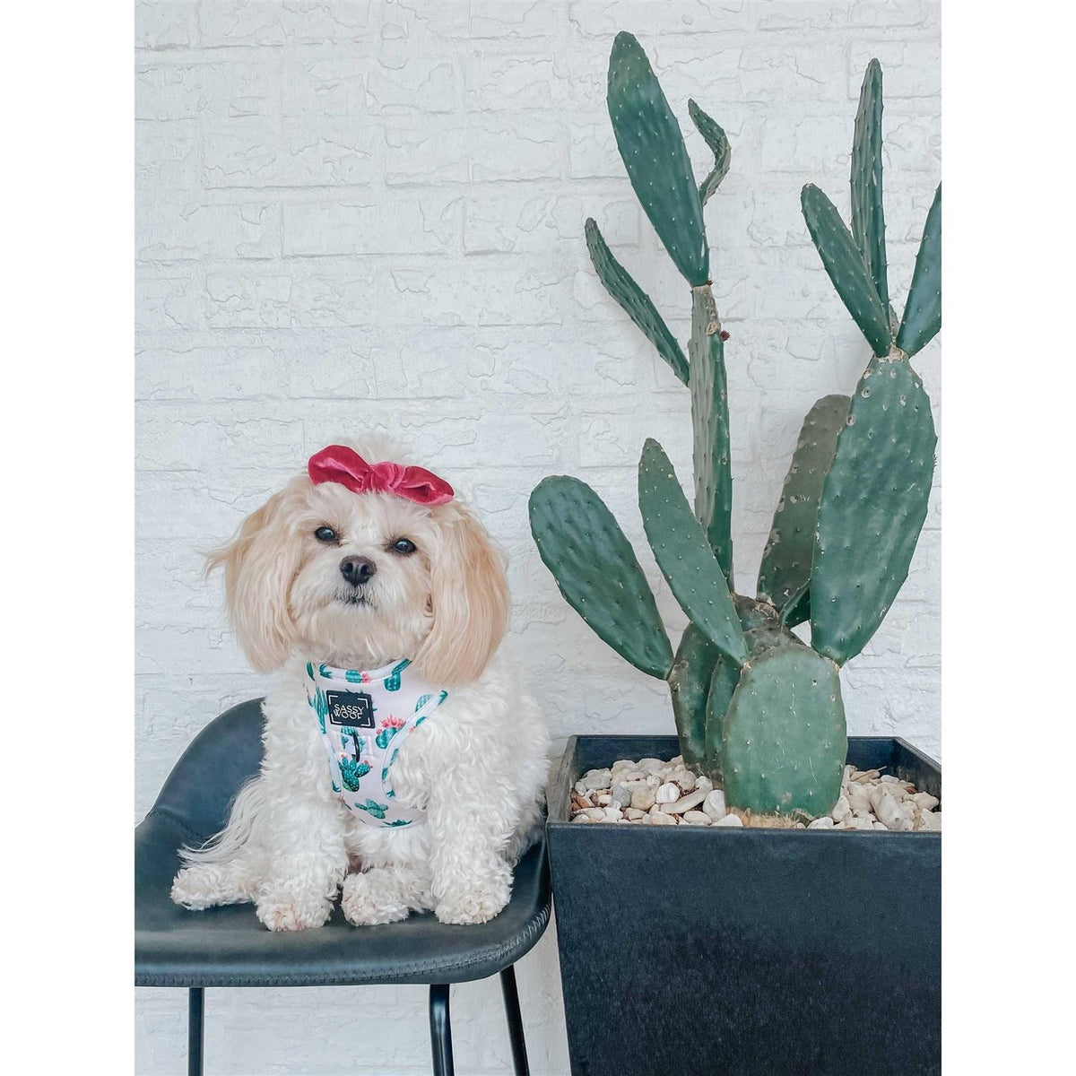 Adjustable Dog Harness D989